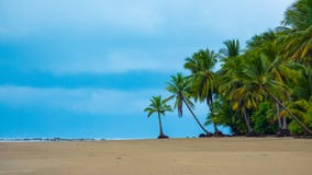 Paumes sur une plage tropicale photo libre de droits Paumes sur une plage tropicale photo libre de droits