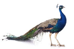 Pavo real Pavo real
