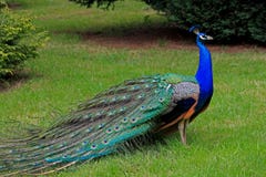 Pavo real fotografía de archivo libre de regalías Pavo real fotografía de archivo libre de regalías