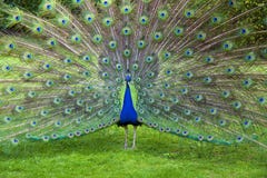 Pavo real Pavo real