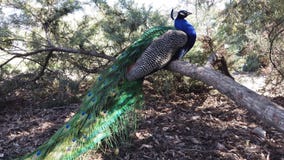 Pavo real que se sienta en una rama Pavo real que se sienta en una rama