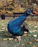 Pavone al parco sull'erba, fine su immagine stock libera da diritti Pavone al parco sull'erba, fine su immagine stock libera da diritti