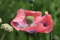 Pavot ? opium rose photo stock Pavot ? opium rose photo stock