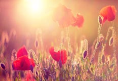 Pavots au soleil Pavots au soleil