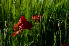 Pavots et bl? un apr?s-midi ensoleill? image stock Pavots et bl? un apr?s-midi ensoleill? image stock