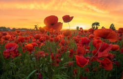 Pavots rouges à la lumière du coucher de soleil photographie stock Pavots rouges à la lumière du coucher de soleil photographie stock
