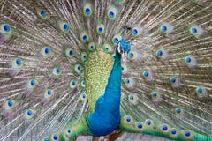 Pavão bonito cauda macia endireitada com penas multi-coloridas: azul e verde imagens de stock royalty free Pavão bonito cauda macia endireitada com penas multi-coloridas: azul e verde imagens de stock royalty free