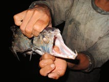 Payara, diente de perro Characin conocido científico como scomberoides de Hydrolycus, es un tipo de pescado Se encuentra abundant fotos de archivo libres de regalías Payara, diente de perro Characin conocido científico como scomberoides de Hydrolycus, es un tipo de pescado Se encuentra abundant fotos de archivo libres de regalías
