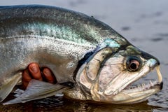 Payara Vampire fish orinoco colombia stock images Payara Vampire fish orinoco colombia stock images