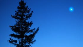 Paysage, arbre contre le ciel nocturne Parc de nuit de nature dehors Lune sur le ciel nocturne bleu Ciel nocturne de ressort avec photo libre de droits Paysage, arbre contre le ciel nocturne Parc de nuit de nature dehors Lune sur le ciel nocturne bleu Ciel nocturne de ressort avec photo libre de droits