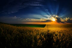 Paysage avec des champs en été au coucher du soleil photo libre de droits Paysage avec des champs en été au coucher du soleil photo libre de droits