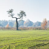 Paysage avec une position peu commune isolée d'arbre au bord d'un champ vert dans la brume de matin photo libre de droits Paysage avec une position peu commune isolée d'arbre au bord d'un champ vert dans la brume de matin photo libre de droits
