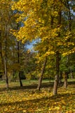 Paysage d'automne avec les arbres jaunes en South Park, Sofia, Bulgarie photos libres de droits Paysage d'automne avec les arbres jaunes en South Park, Sofia, Bulgarie photos libres de droits