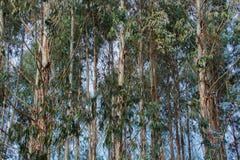 Paysage d'une plantation d'eucalyptus en Galicie, forêt d'eucalyptus photographie stock libre de droits Paysage d'une plantation d'eucalyptus en Galicie, forêt d'eucalyptus photographie stock libre de droits