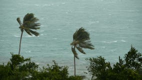 Paysage de bord de la mer pendant l'ouragan de catastrophe naturelle Le vent fort de cyclone balance des palmiers de noix de coco banque de vidéos Paysage de bord de la mer pendant l'ouragan de catastrophe naturelle Le vent fort de cyclone balance des palmiers de noix de coco banque de vidéos