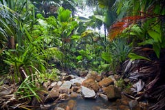 Paysage de jungle avec la crique photo libre de droits Paysage de jungle avec la crique photo libre de droits
