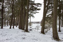 Paysage de neige images stock Paysage de neige images stock