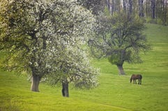 Paysage de ressort avec le pré vert, le pâturage de cheval et les arbres en fleur image stock Paysage de ressort avec le pré vert, le pâturage de cheval et les arbres en fleur image stock