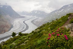 Paysage de rhododendron de glacier d'Aletsch photographie stock libre de droits Paysage de rhododendron de glacier d'Aletsch photographie stock libre de droits