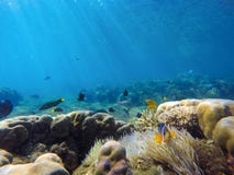Paysage de récif coralien avec les poissons tropicaux colorés Eau de mer bleue avec des rayons de lumière du soleil Images libres de droits Paysage de récif coralien avec les poissons tropicaux colorés Eau de mer bleue avec des rayons de lumière du soleil Images libres de droits