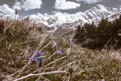 PAYSAGE DES MONTAGNES GRISES DANS LA NEIGE AVEC LES FLEURS POURPRES MINUSCULES DANS L'AVANT image libre de droits PAYSAGE DES MONTAGNES GRISES DANS LA NEIGE AVEC LES FLEURS POURPRES MINUSCULES DANS L'AVANT image libre de droits