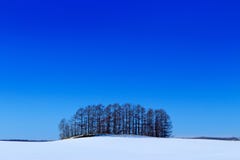 Paysage ensoleillé d'hiver avec la neige a et le verger d'arbre sur le pré Froid du Japon avec le ciel bleu Champ blanc avec la p images stock Paysage ensoleillé d'hiver avec la neige a et le verger d'arbre sur le pré Froid du Japon avec le ciel bleu Champ blanc avec la p images stock