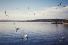 Paysage idyllique avec des oiseaux d'eau au lac dans Rapperswil Suisse photographie stock Paysage idyllique avec des oiseaux d'eau au lac dans Rapperswil Suisse photographie stock