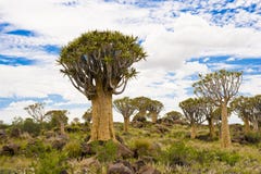 Paysage namibien avec des arbres de tremblement photographie stock Paysage namibien avec des arbres de tremblement photographie stock