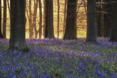 Paysage renversant de forêt de jacinthe des bois au printemps dans le compte anglais photos stock Paysage renversant de forêt de jacinthe des bois au printemps dans le compte anglais photos stock