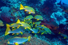 Paysage sous-marin avec des poissons de Sweetlips photos stock Paysage sous-marin avec des poissons de Sweetlips photos stock