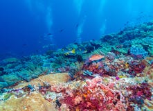 Paysage sous-marin avec des poissons de Sweetlips photos libres de droits Paysage sous-marin avec des poissons de Sweetlips photos libres de droits