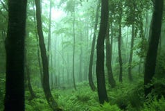 Paysage vert de forêt Paysage vert de forêt