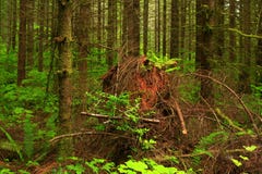 Pazifische Nordwestwald- und Durchwuchsnadelbaumbäume lizenzfreie stockfotos Pazifische Nordwestwald- und Durchwuchsnadelbaumbäume lizenzfreie stockfotos