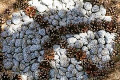 Peace sight with pinus pinata fruits macro background best quality stock image Peace sight with pinus pinata fruits macro background best quality stock image