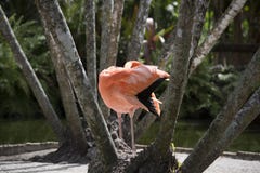 Pink flamingo in front of tree trunks preening its delicate creamy orange feathers in a natural setting stock photography Pink flamingo in front of tree trunks preening its delicate creamy orange feathers in a natural setting stock photography