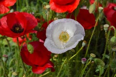 White Peace Poppy in Crimson Field 03 stock photos White Peace Poppy in Crimson Field 03 stock photos