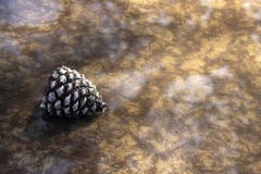 Peaceful Scene with Pine Cone Stock Images Peaceful Scene with Pine Cone Stock Images