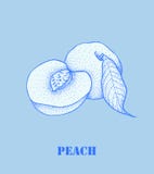 Half and whole of juicy peach. royalty free illustration Half and whole of juicy peach. royalty free illustration