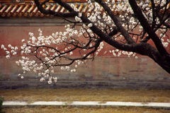 Peach Blossom Stock Photography