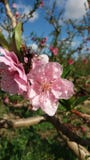 Peach blossom in full bloom stock image Peach blossom in full bloom stock image
