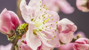 Peach flower blossoming time lapse