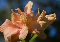 Peach Hibiscus3 Royalty Free Stock Photo