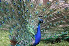 Peacock Stock Photos
