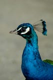 Peacock Royalty Free Stock Image