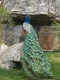 Peacock Stock Image