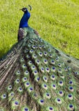 Peacock Stock Image