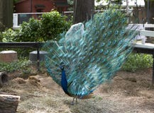 Peacock Stock Photography