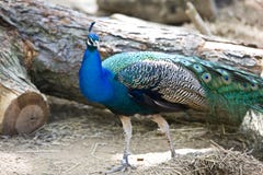 Peacock Stock Photos