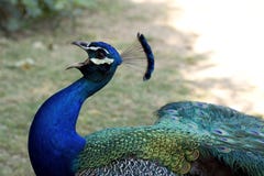Peacock Royalty Free Stock Photography