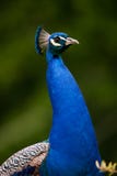 Peacock Royalty Free Stock Image